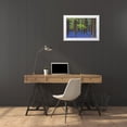 thumbnail image 3 of Jaynes Gallery 32x23 White Modern Wood Framed Museum Art Print Titled - Europe-Belgium-Hallerbos forest with blooming bluebells, 3 of 4
