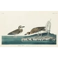 thumbnail image 2 of Audubon, John James 18x13 White Modern Wood Framed Museum Art Print Titled - Wilsons Plover, 2 of 4
