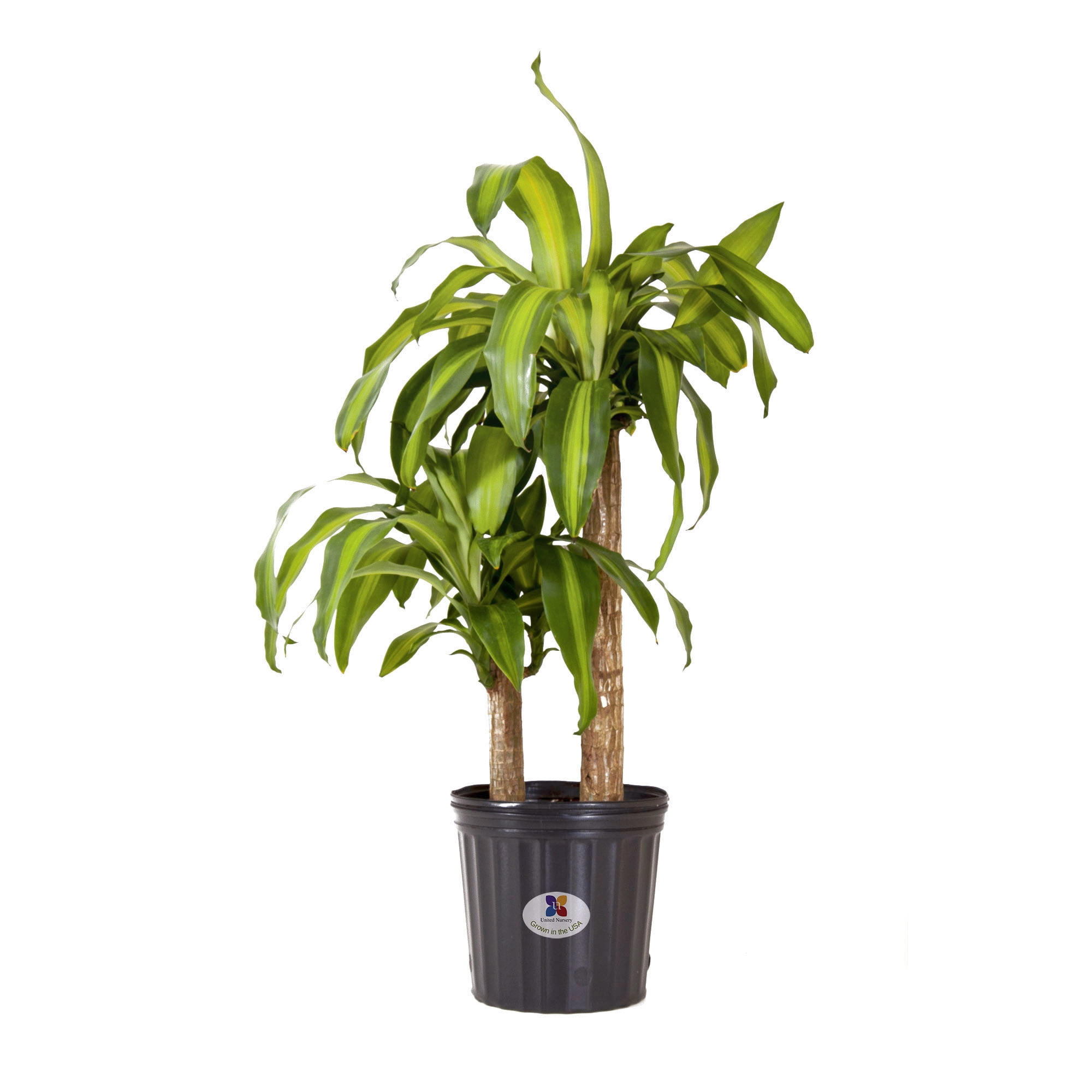 United Nursery Mass Cane Live Indoor Plant in 10 inch Pot