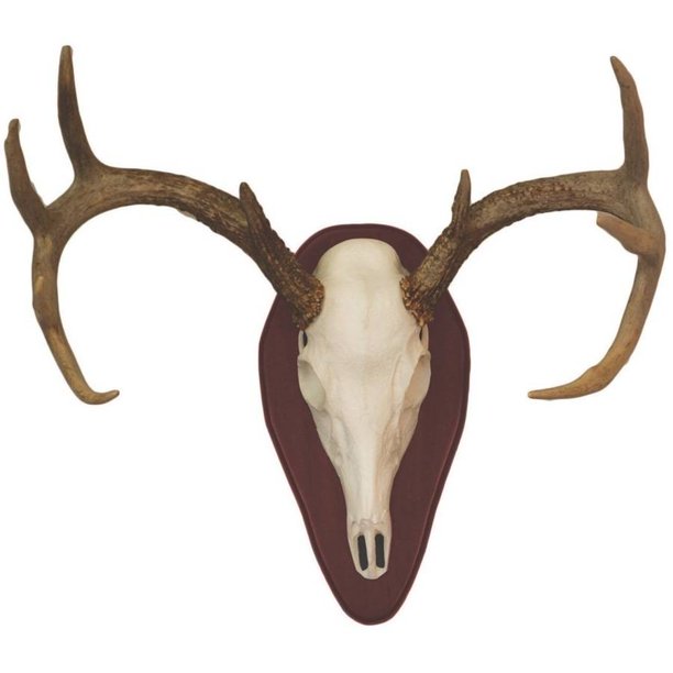 Hunter's Specialties European Half Skull Antler Mounting Kit Walmart