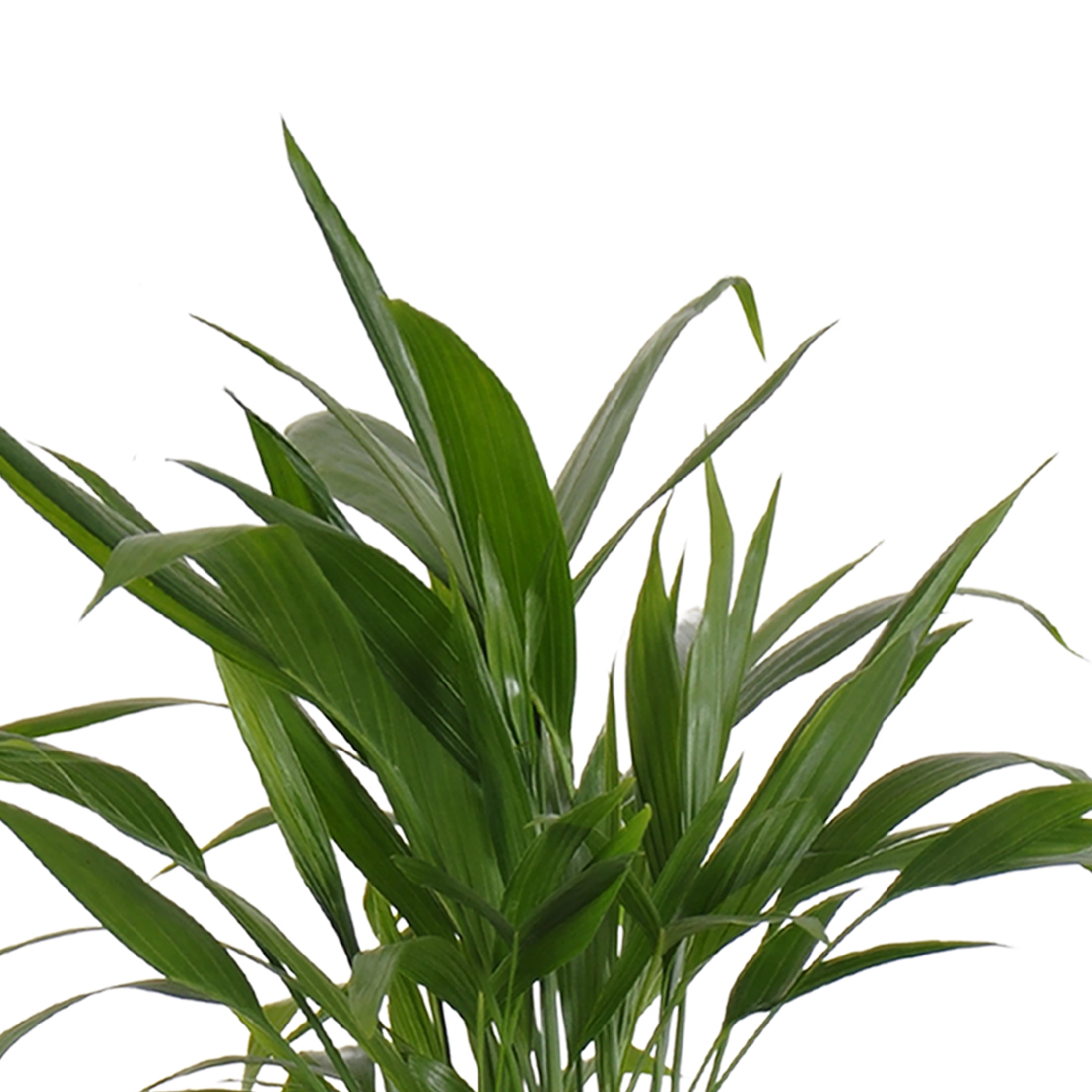 United Nursery Live Areca Palm Houseplant 12-14in Tall in 6 inch Terracotta Bayside Decor Pot