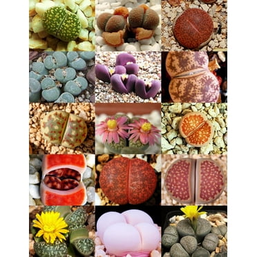 Exotic_Cactus 50 Lithops Mix Succulent Cactus Plant Seeds