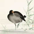 thumbnail image 3 of Koson, Ohara 20x20 Black Modern Framed Museum Art Print Titled - Moorhen, 3 of 5