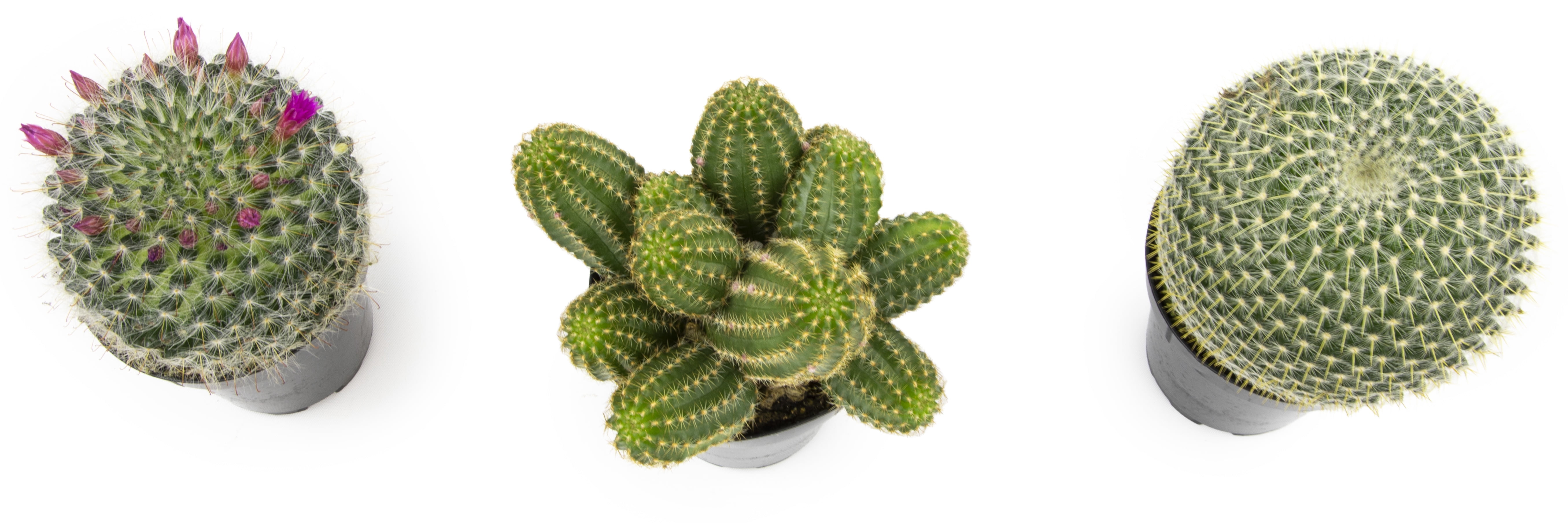 Altman Plants Large Cactus Plants 3-Pack; 3.5 Inch Grower Pots, Full Sun; Easy Plant Care
