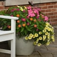 thumbnail image 6 of 2.5 in. Lantana Bloomify Rose Plant (3-Pack), 6 of 13