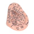 thumbnail image 1 of 6.7in Ear Acupuncture Model Silicone Engraving Ear Massage Acupuncture Model for Home Laboratory, 1 of 5
