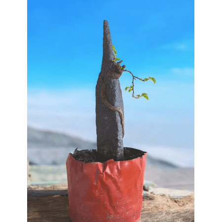 Celectigo Elm Bonsai with Rock Formation(10-15 inches) - Unique Natural Rock Design, Hardy and Resilient, Symbol of Longevity & Good Fortune, Easy to Care , Decoration for Home, Office, Tea Room