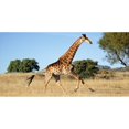 thumbnail image 1 of Plaque de Girafe Photo License, 1 of 1
