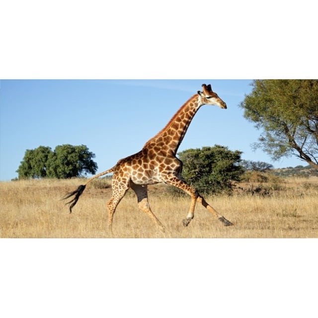Plaque de Girafe Photo License