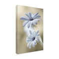 thumbnail image 4 of Mandy Disher 'Cape Daisies' Canvas Art, 4 of 4