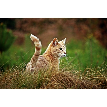 LAMINATED POSTER Mackerel Cat Pet Breed Cat Kitten Domestic Cat Poster Print 24 x (Best Domestic Cat Breeds)