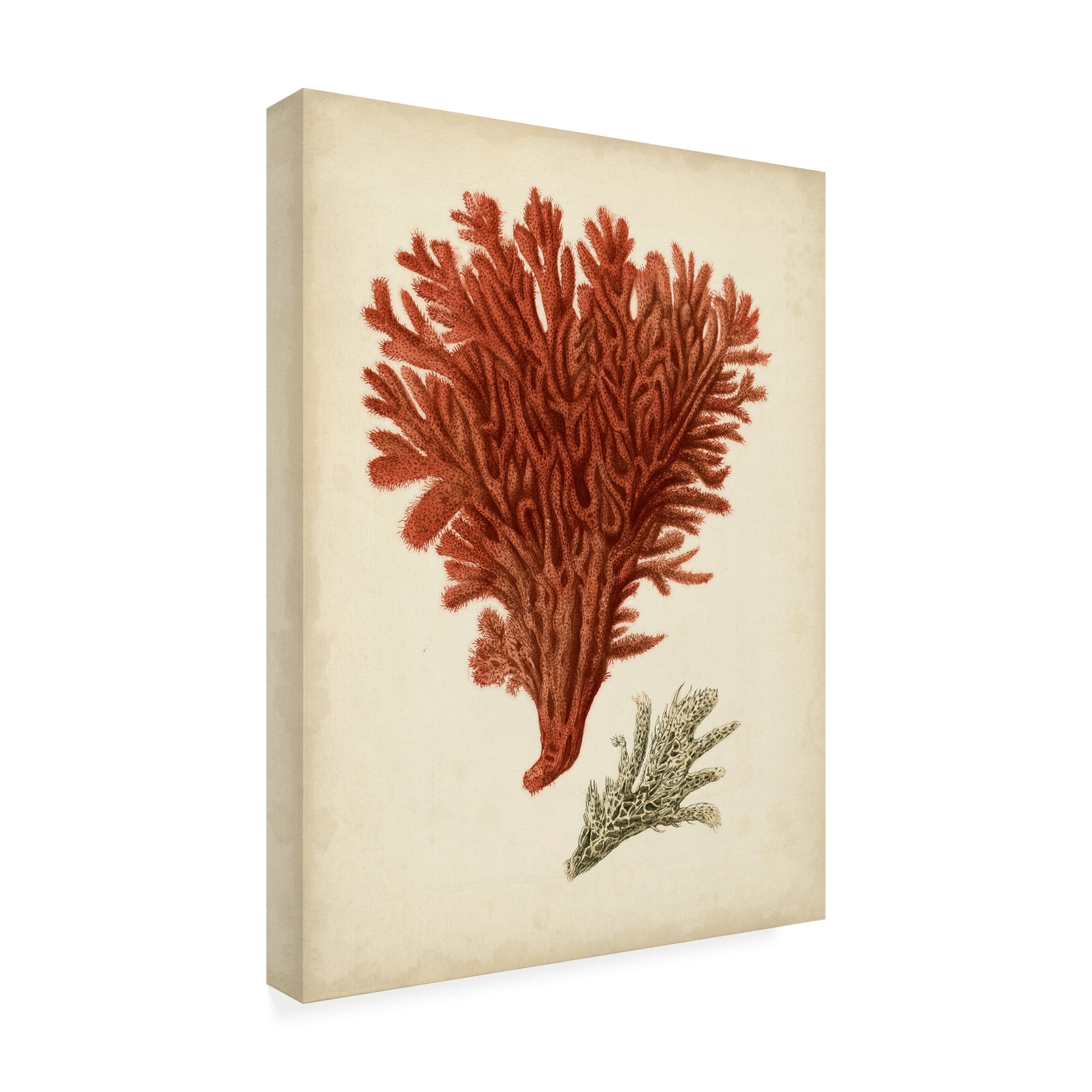 Trademark Fine Art 'Antique Red Coral V' Canvas Art by Vision Studio