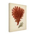thumbnail image 2 of Trademark Fine Art 'Antique Red Coral V' Canvas Art by Vision Studio, 2 of 4