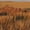 Grain, variant on Avery KillerWeed Layout Blind Kit Winter Wheat Camo