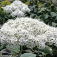 thumbnail image 2 of Double Play® Blue Kazoo® Spirea, 2 of 2