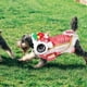 thumbnail image 2 of Disfraz de León para danza de perros, ropa festiva divertida de Año Nuevo, disfraz de perro encantador, 1 ud., 2 of 8
