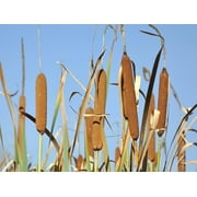 Seedville 50 Cattails Flower Seeds, Water Pond Grass