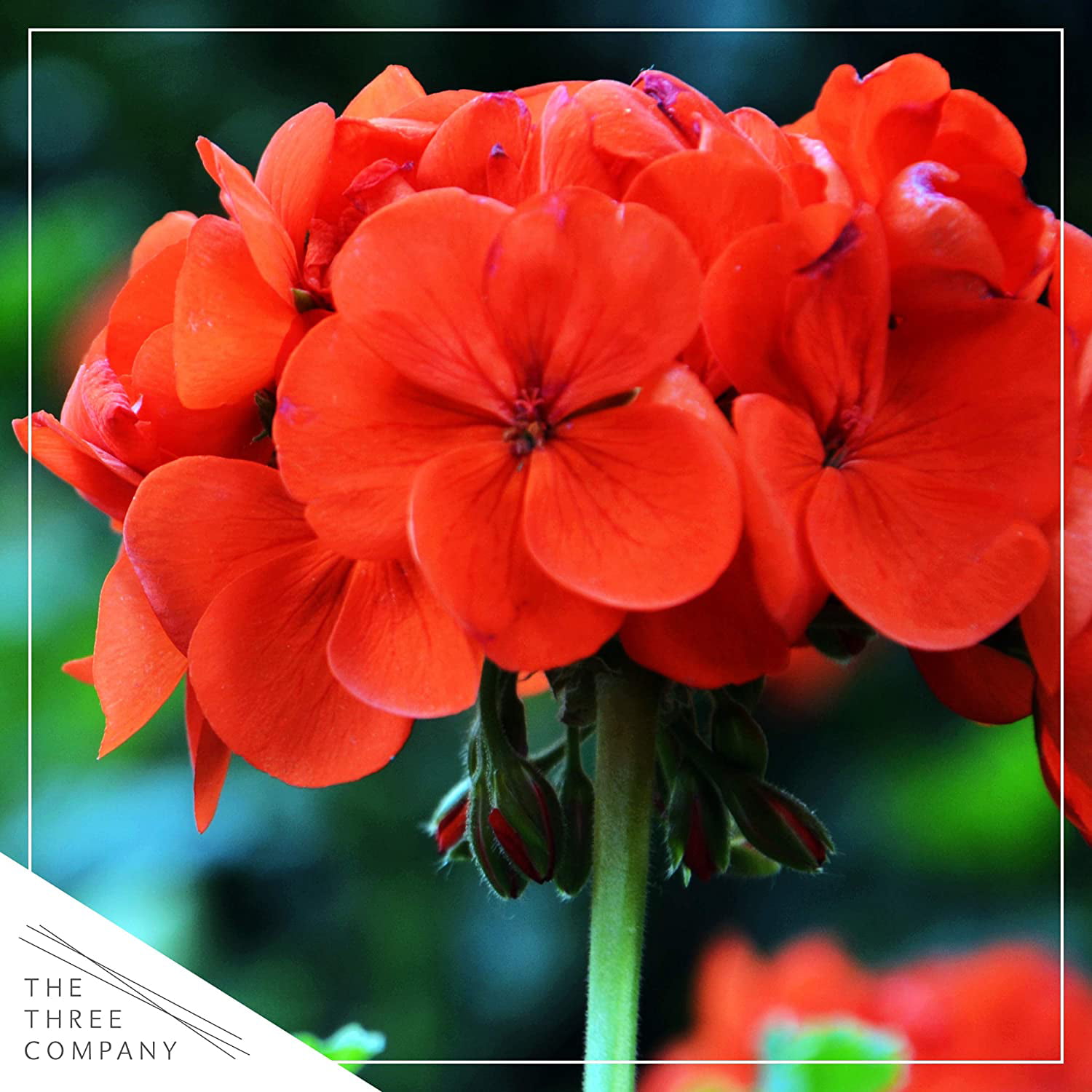 Red Ships with Buds The Three Company Live Flowering 1 Quart Zonal Geraniums 3 Plants Per Pack 