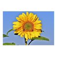 Set of Flower Seed Packets! Flower Seeds in Bulk Great for Creating