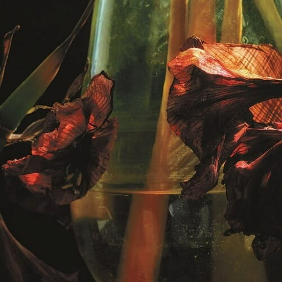 Hayvanlar Alemi - Psychedelia In Times Of Turbulence - Music & Performance - CD