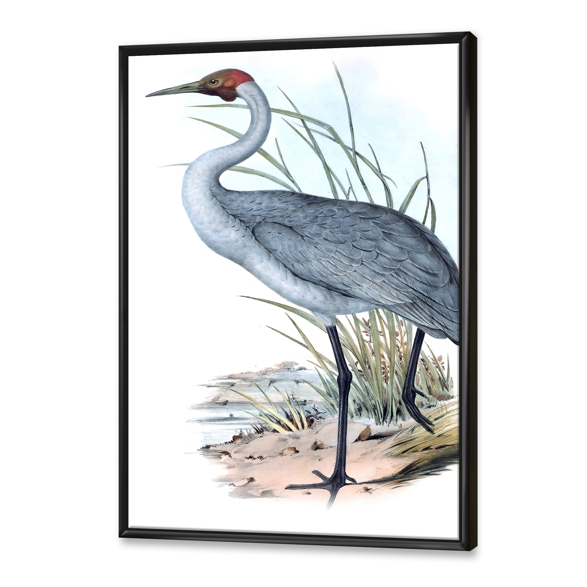 Ancient Australian Birds V 16 in x 32 in Framed Painting Canvas Art Print, by Designart
