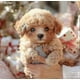 thumbnail image 3 of 2025 New Robot Dog for Adults, AI Robotic Dog, Nicoo - My Realistic Robot Puppy That Acts Like a Real Puppy - Walking, Barking, Tail Wagging, 3 of 5