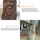 thumbnail image 5 of Decoración de cara de árbol de anciano, esculturas y estatuas de jardín, decoración de jardín al aire libre, esculturas de decoración de arte de tronco de cara de árbol (A), 5 of 5