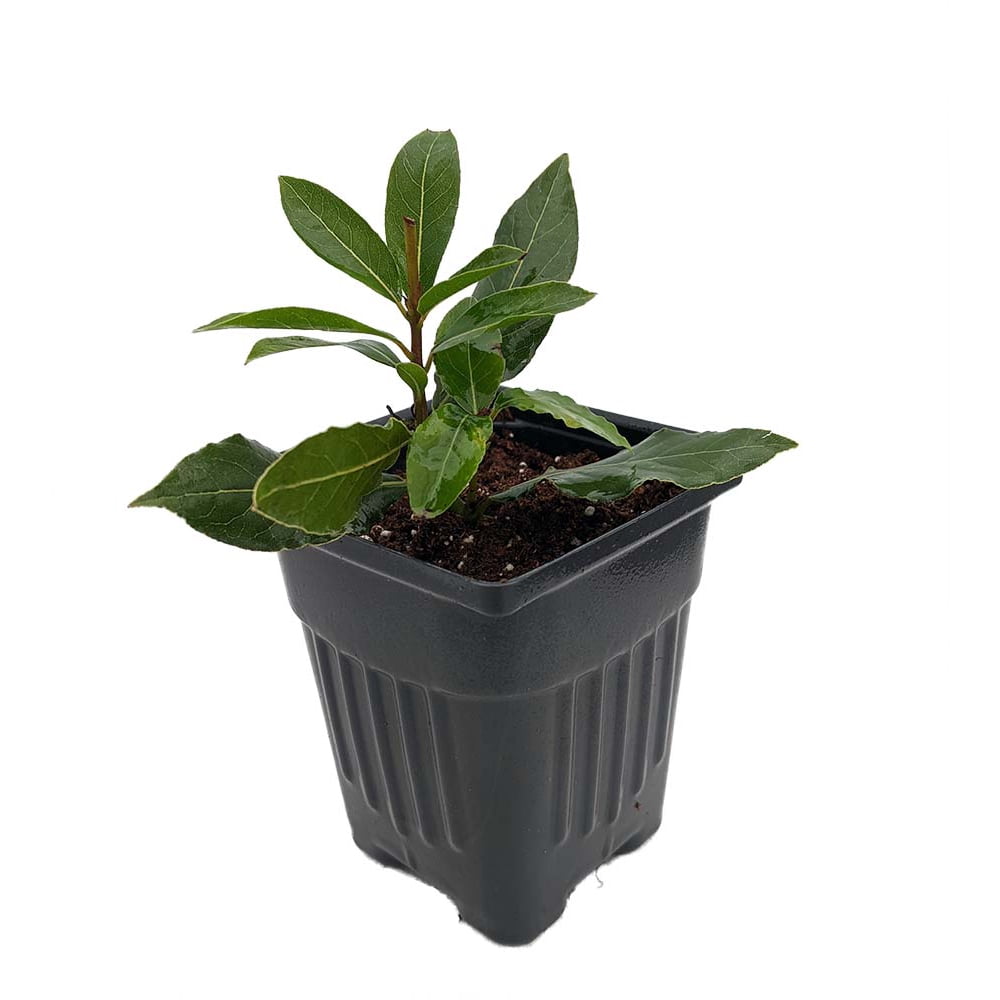 Ohio Grown Sweet Bay Laurel Herb  Laurus nobilis 4" Pot  Walmart.com