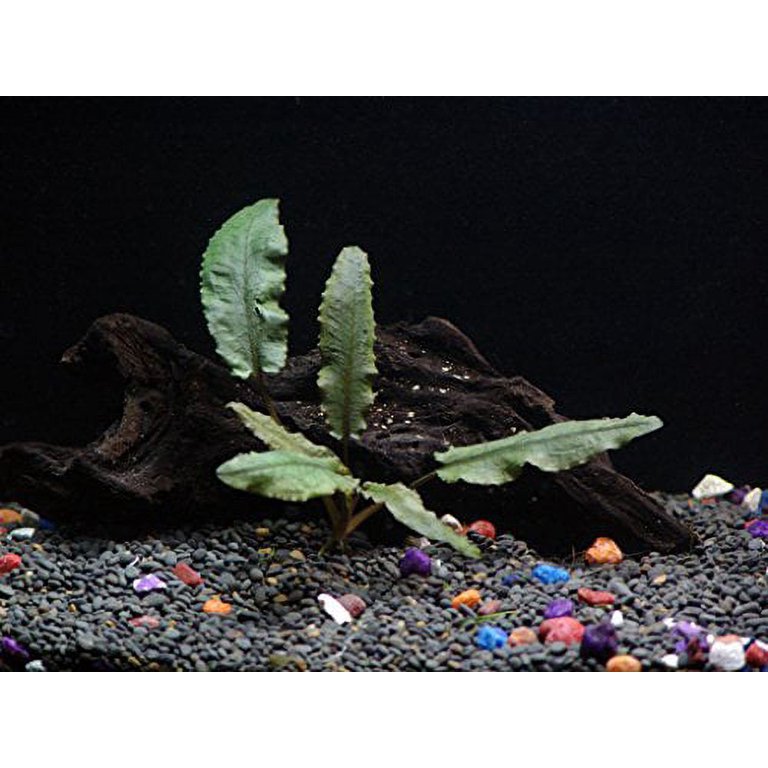 Easy Live Aquarium Plants Package - 4 Kinds - Anacharis,  and more! 