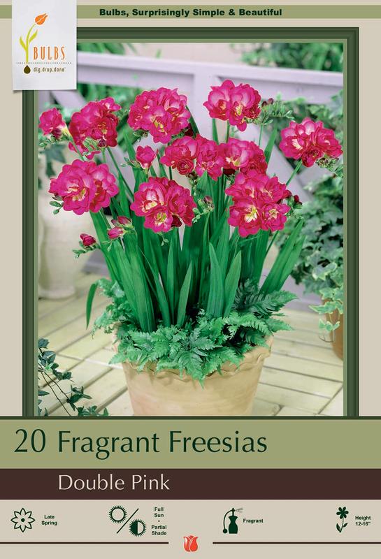 Double Pink Freesia Bulbs 6 Cm Bulbs Walmart Com Double Pink Freesia Bulbs 6 Cm Bulbs Walmart Com
