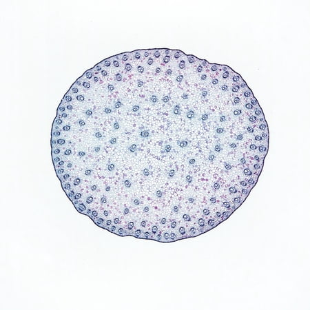 Corn Stem Prepared Microscope Slide  Cross Section price history on PriceWatchPro