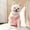 Pink PK, variant on AuroraX Dog Winter Padded Vest for Small Dogs Dog Down Jacket Warm Lightweight Cotton Soft Washable Pet Apparel for Winter Red