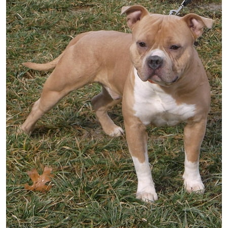 - Canvas Print Pet Fawn Puppy Pitbull Dog Canine Animal Stretched Canvas 10 x 14
