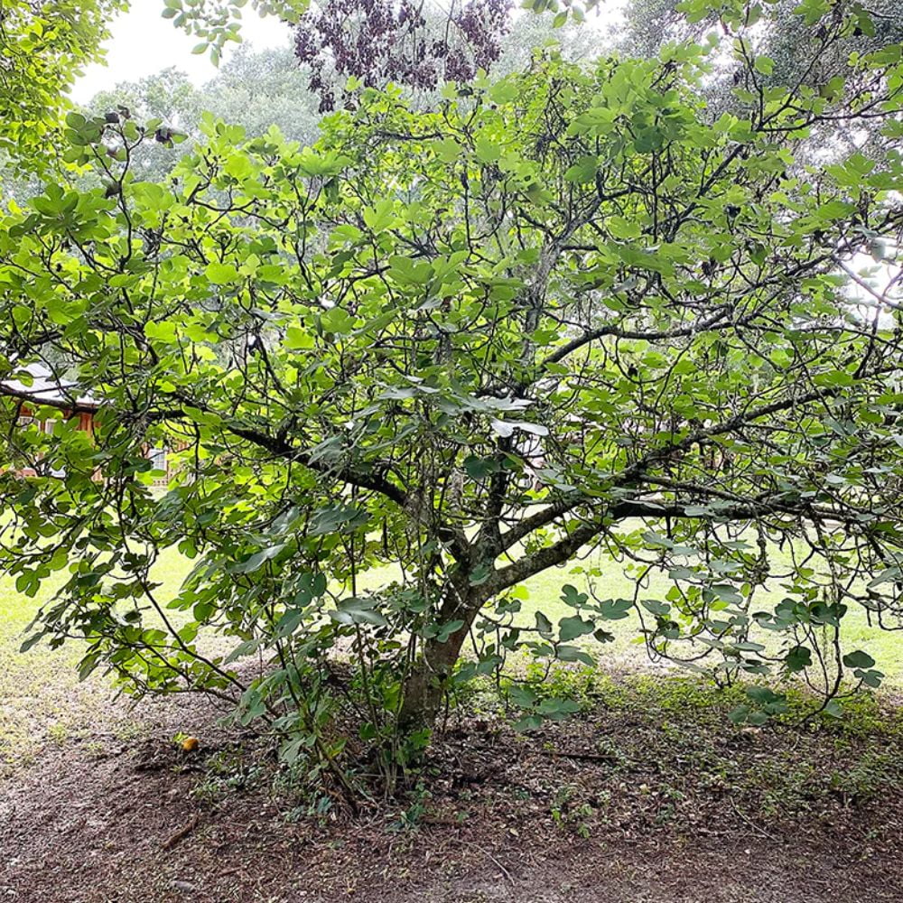 Expert Gardener 2-3 ft. tall Texas Everbearing Fig Live Tree in 5-Gallon Grower Pot