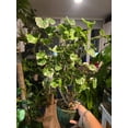 thumbnail image 2 of 6 inch Pot Ceramic- Exact Plant - Aralia Balfouriana, Rare House Plants Live Indoor House Plants, Exotic House Plants Indoors Live Plants Indoor, Rare Plants - Picture Oct 17, 2024, 2 of 3