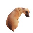 thumbnail image 2 of keepw Coussin en Forme de Chiot 3D Réaliste Confortable et Doux Adapté à Tous les Âges Chien, 2 of 6