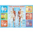 thumbnail image 2 of Rompecabezas EuroGraphics Human Body 200 piezas para niños, 2 of 3