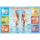 thumbnail image 2 of Rompecabezas EuroGraphics Human Body 200 piezas para niños, 2 of 3