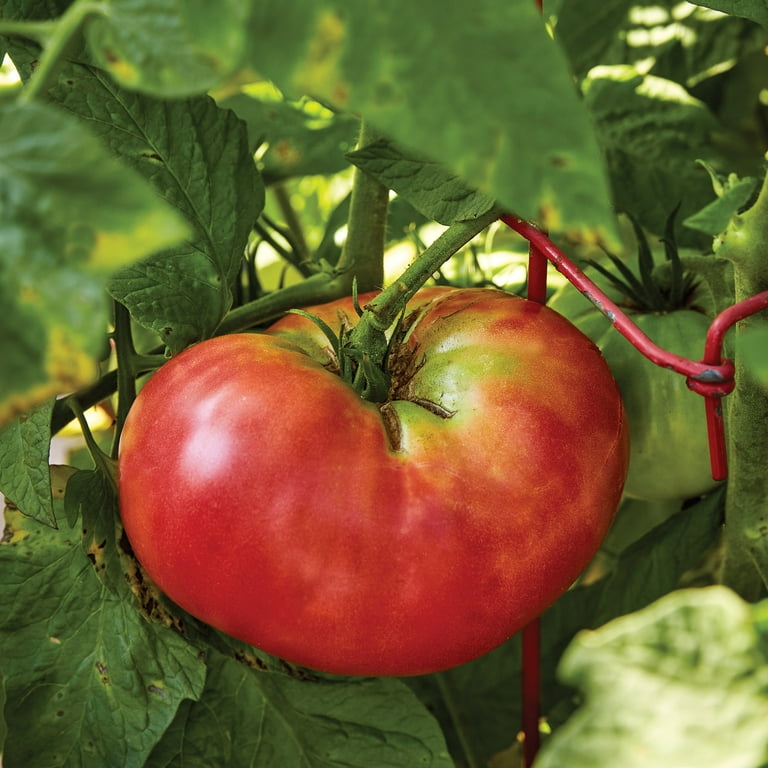 Organic Pink Brandywine Heirloom Tomatoes, 1 lb, Tomatero Farm