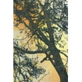 thumbnail image 2 of McMasters, James 17x24 Gold Ornate Wood Framed with Double Matting Museum Art Print Titled - Bubbly Branches, 2 of 4
