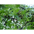 thumbnail image 4 of 30 BLACK CHERRY Fruit Tree Prunus Serotina Fragrant White Flowers Seeds, 4 of 4