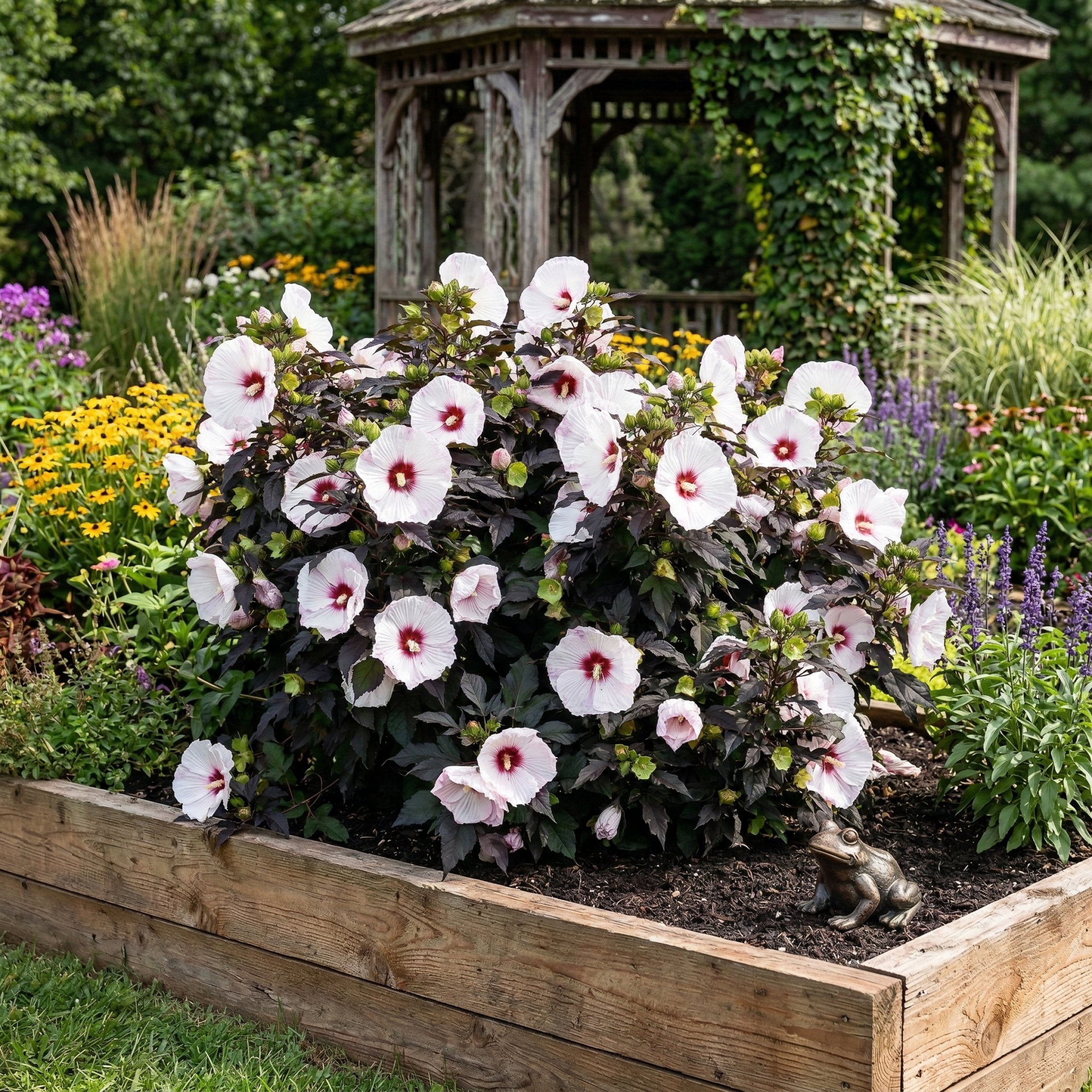 National Plant Network Bare Root Hibiscus Head Over Heels Dream (3-Pack)