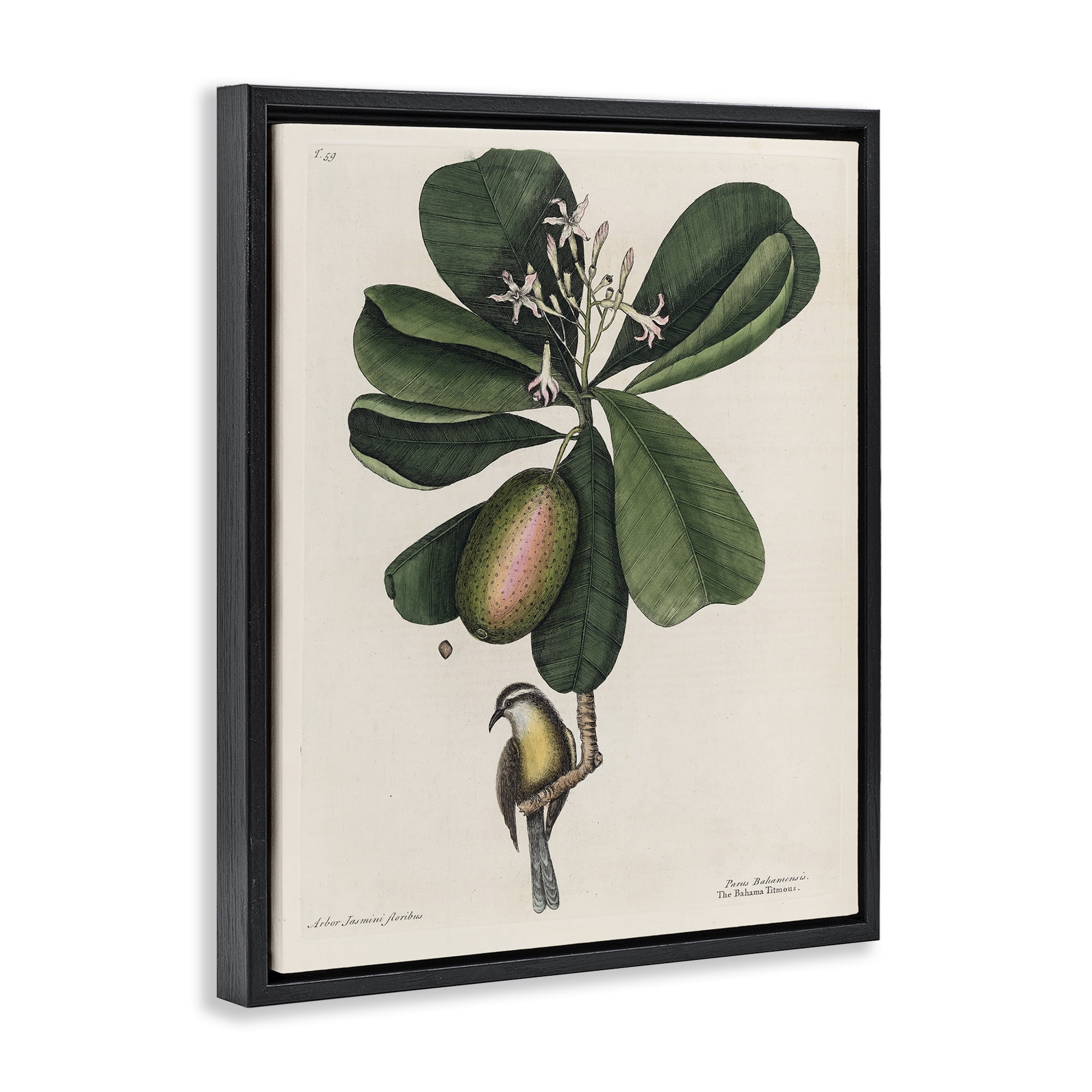 Stupell Industries Catesby Flora & Fauna Black Framed Floater Canvas Wall Art, design by Print Collection
