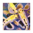 thumbnail image 2 of "Catfish in Splendor" - Canvas, 2 of 25