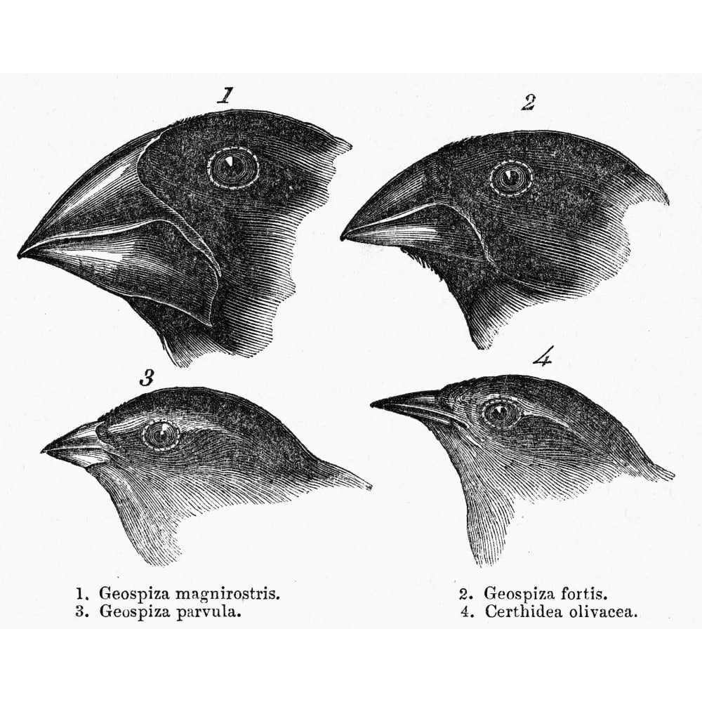Darwin Galapagos Finches Nthe Page From A 19Th Century Edition Of