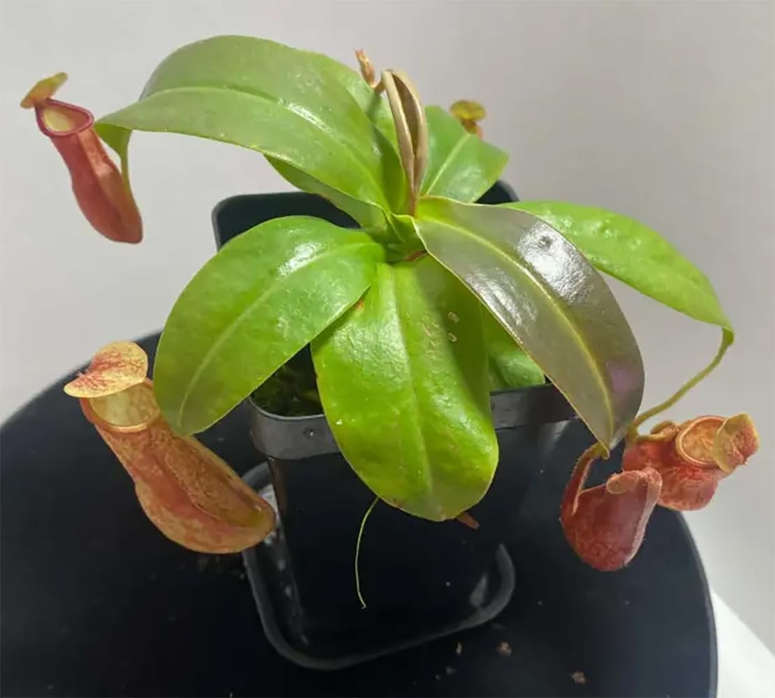 Carnivorous Pitcher Plant - Live Starter Plant in a 2 Inch Pot - Nepenthes St Gaya - Beautiful Easy Care Indoor Tropical Carnivorous Plants