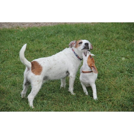 Poster Photo Jack - Laminated Poster Play Jack Russel Terrier Puppy Photo Young Dog Poster Print 11 x 17