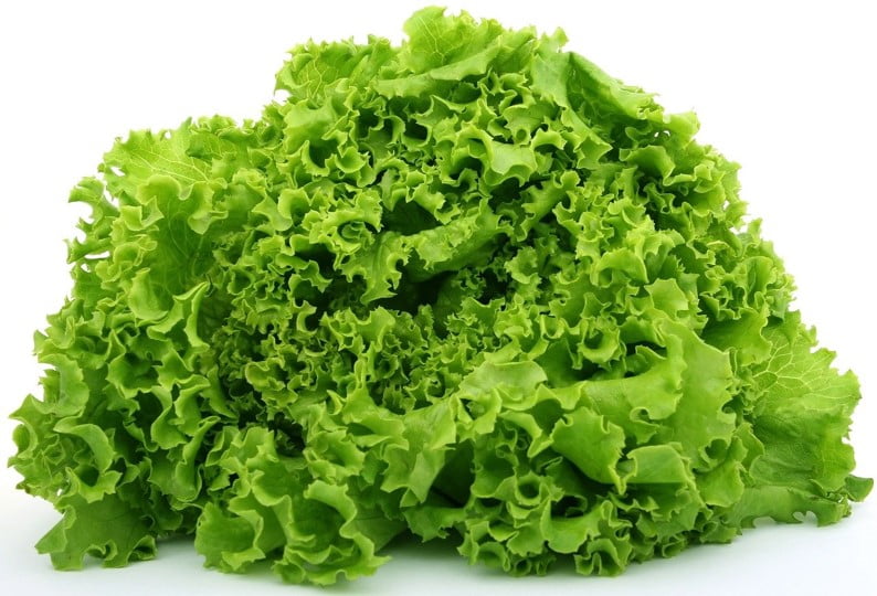 Image of Green leaf lettuce summer