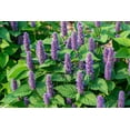 thumbnail image 4 of Earthcare Seeds - Hyssop Purple Giant 2000 Seeds (Agastache Rugosa) Heirloom - Open Pollinated, 4 of 5