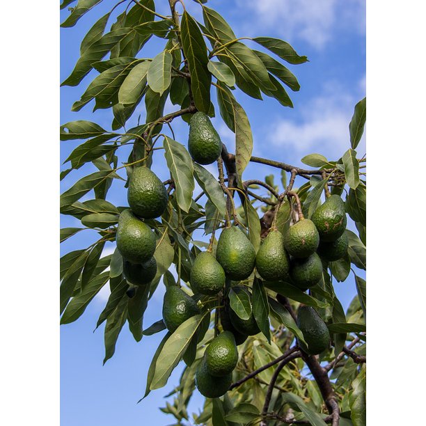 Avocados Tree Green Branch Sky Hass Avocado Fruit20 Inch By 30 Inch
